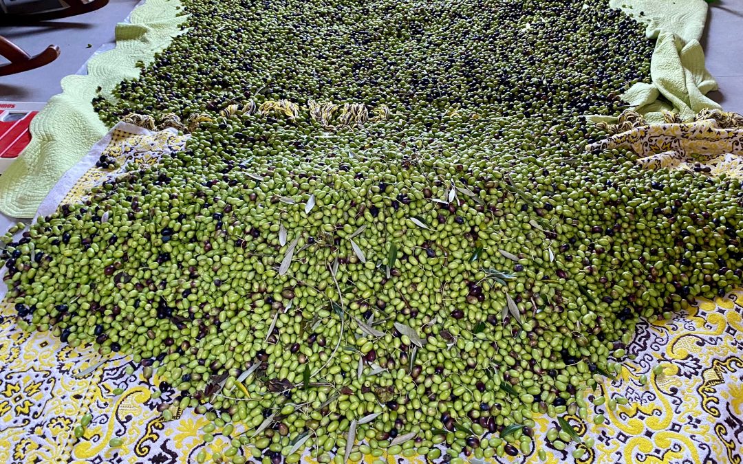 Sul de Minas é ouro em concurso Inter. de azeite