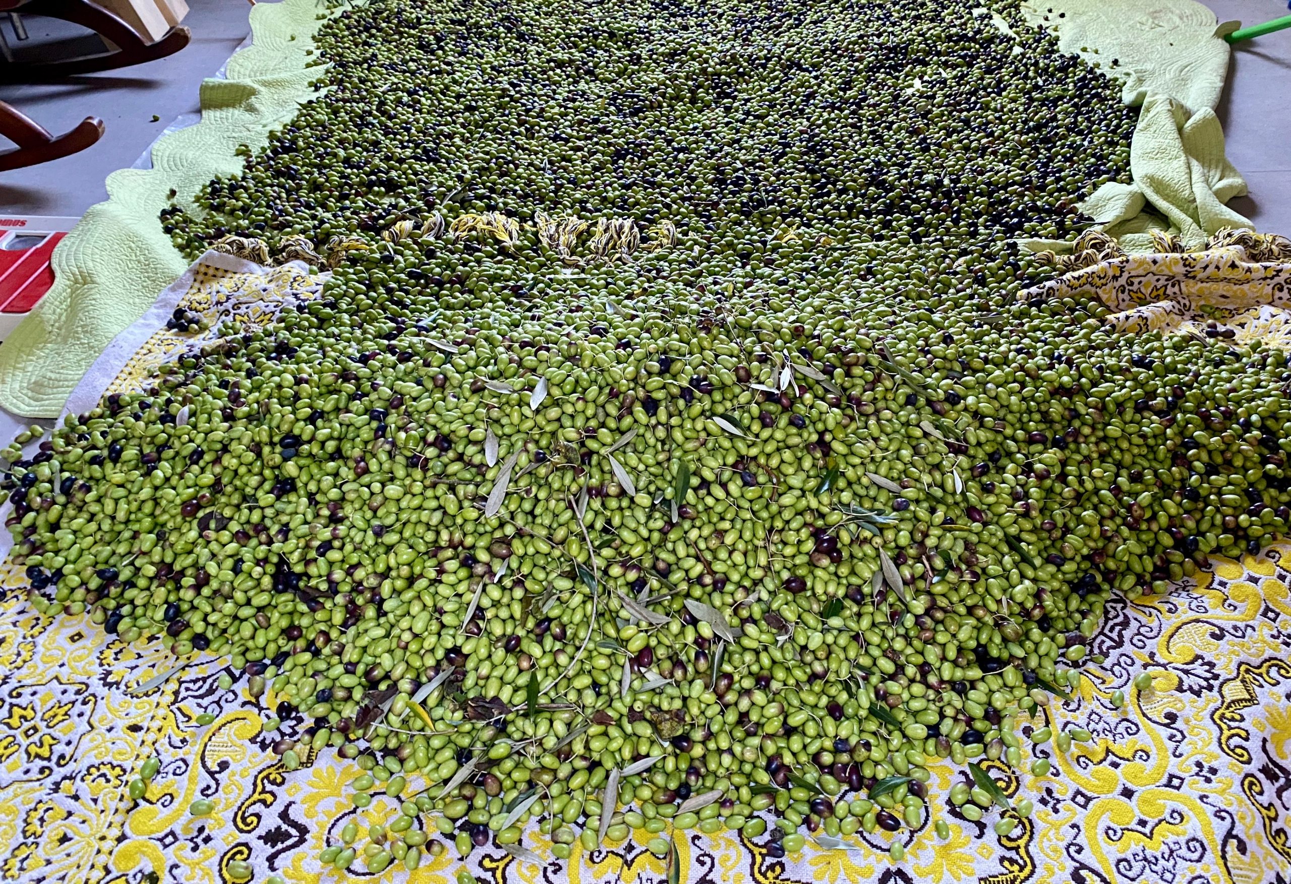 olives-for-olive-oil-2021-09-03-18-47-51-utc olives for olive oil 2021 09 03 18 47 51 utc scaled