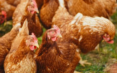 Influenza aviária: surto em União Europeia e Ásia garante destaque do Brasil no setor de Frango