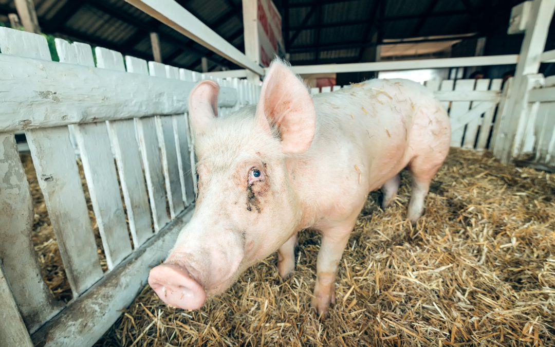 Feira da Suinocultura acontece este mês em MG