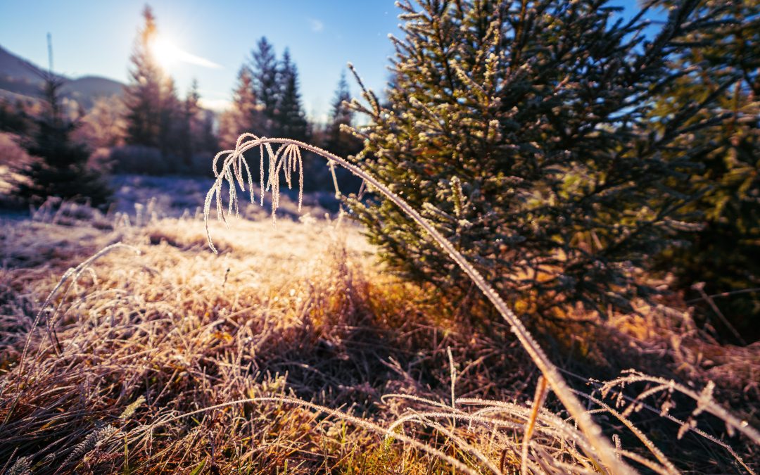 Agro em Alerta: Inverno começa esta semana com queda nas temperaturas e risco de geada