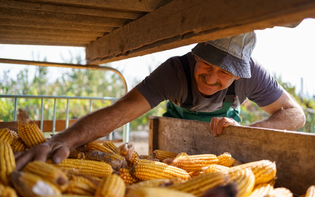 Milho: Conab estima safrinha 2022 em 88 milhões de toneladas