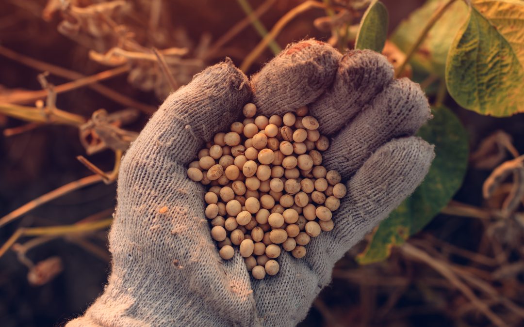 Quebra na safra de soja puxa queda no PIB agrícola