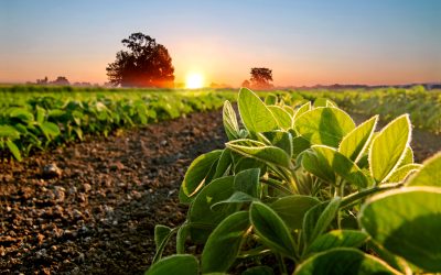 USDA reduz área de soja na safra e eleva estimativa de milho nos EUA