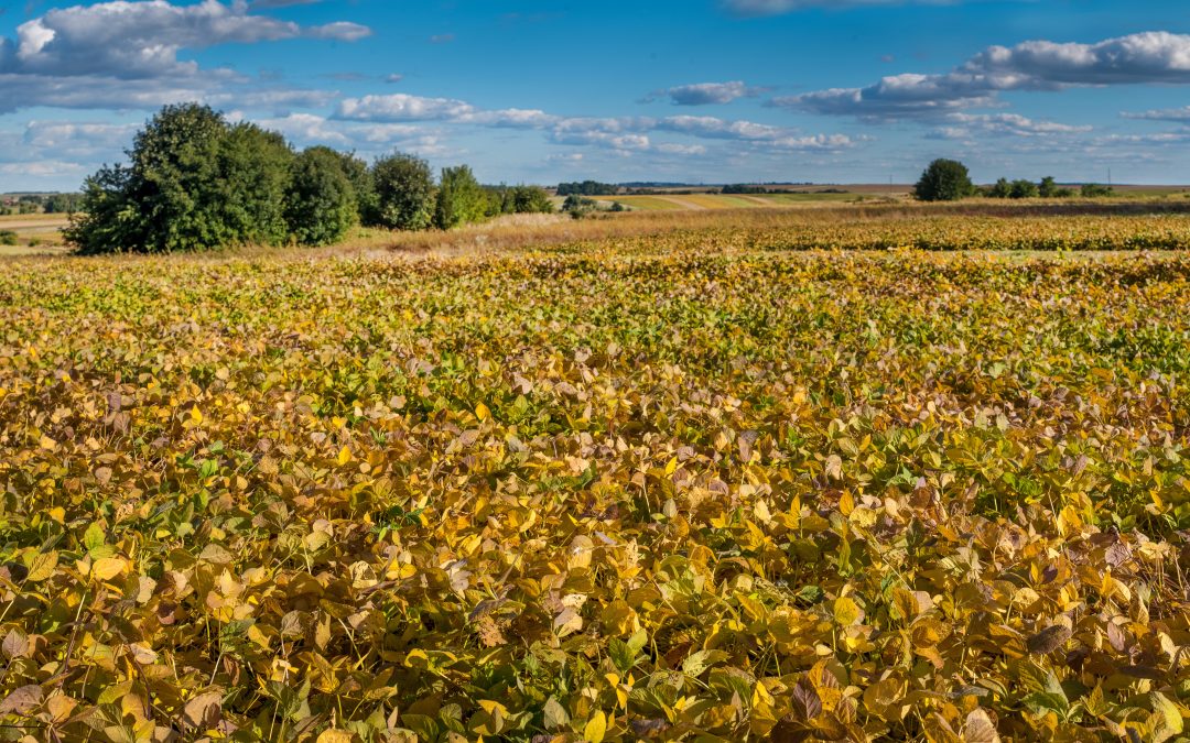 USDA deve divulgar nesta semana área de plantio de soja da safra americana