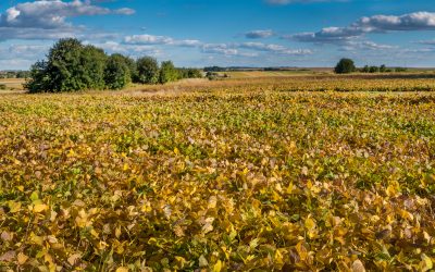 USDA deve divulgar nesta semana área de plantio de soja da safra americana