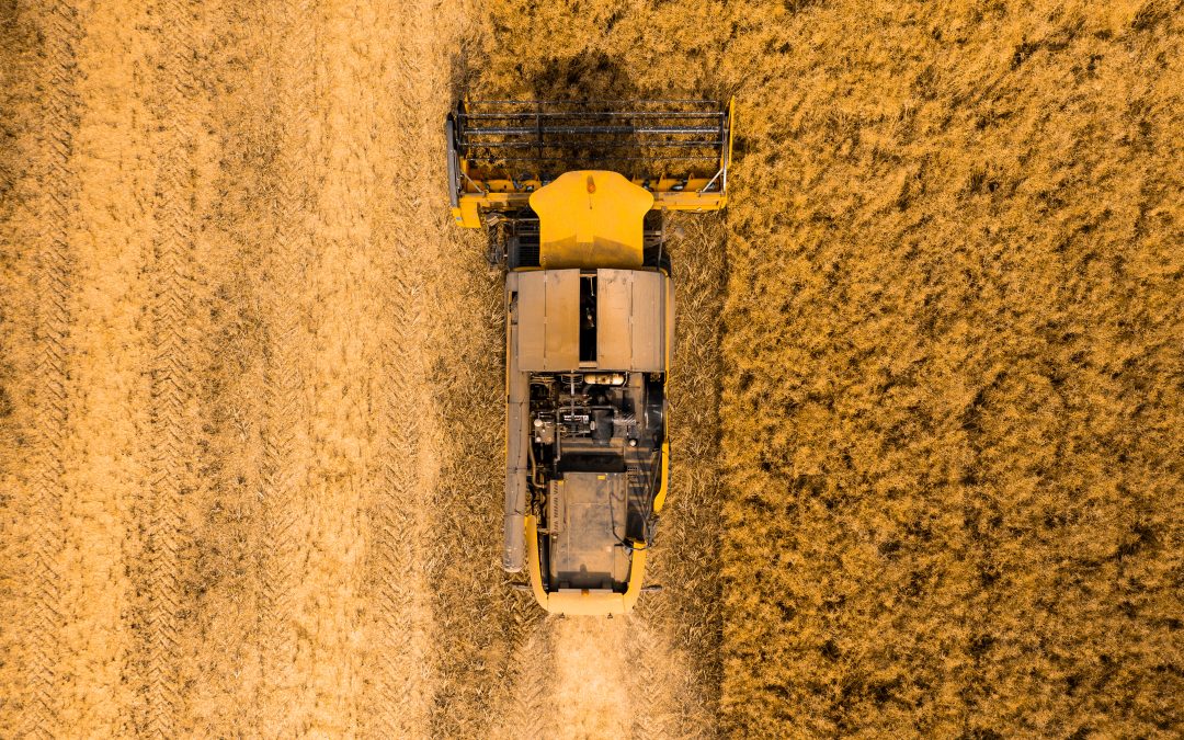 Trigo: Brasil enfrentará problemas dificuldades de compra e impacto nos preços