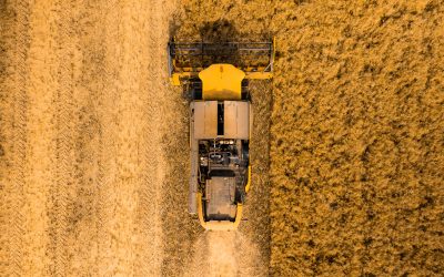 Trigo: Brasil enfrentará problemas dificuldades de compra e impacto nos preços