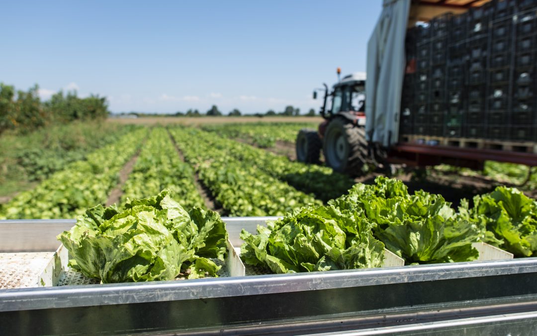 Produção agrícola do Brasil cresceu 400%, segundo Ipea