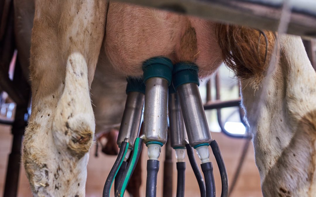 Leite: baixa produção influencia no alto custo do produto.