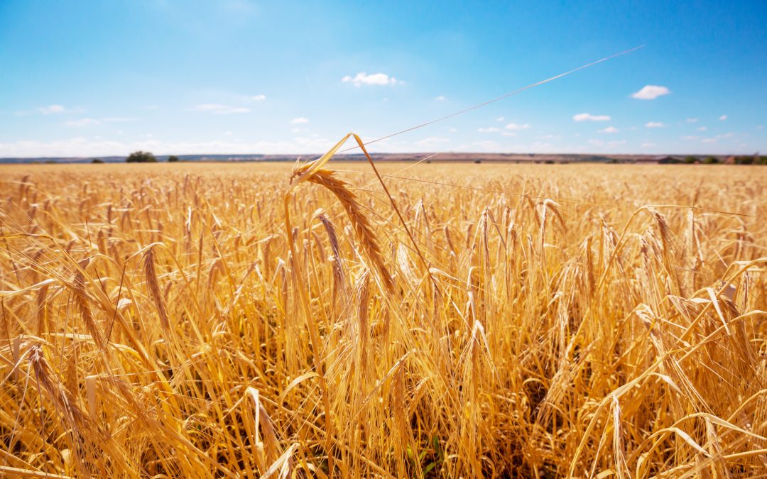 Rio Grande do Sul:  plantio de trigo atinge 57% da área cultivada
