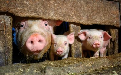 Vietnã desenvolve vacina contra peste suína Africana