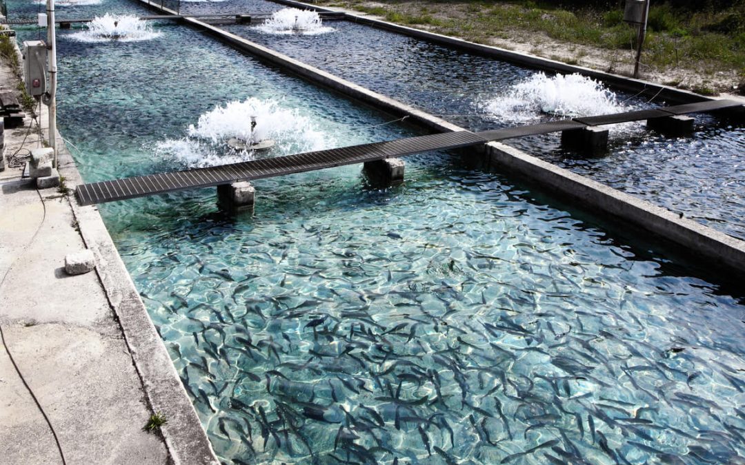 Aqua-on leva monitoramento para tanques da piscicultura