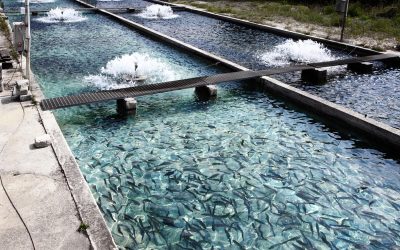 Aqua-on leva monitoramento para tanques da piscicultura