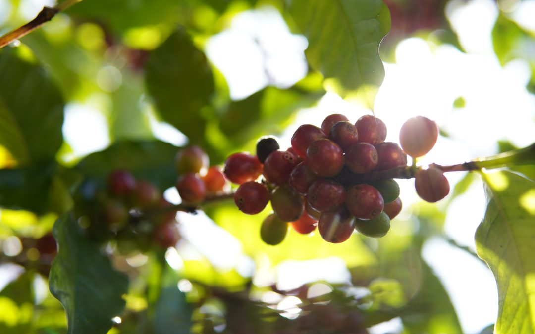 Cooxupé fala em safra frustrante e com produtividade abaixo da média
