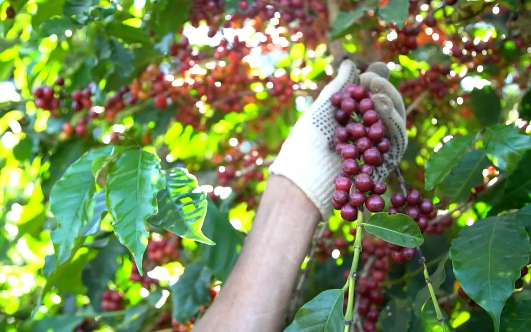 Colheita do café arábica avança mas o mercado de negociações segue lento
