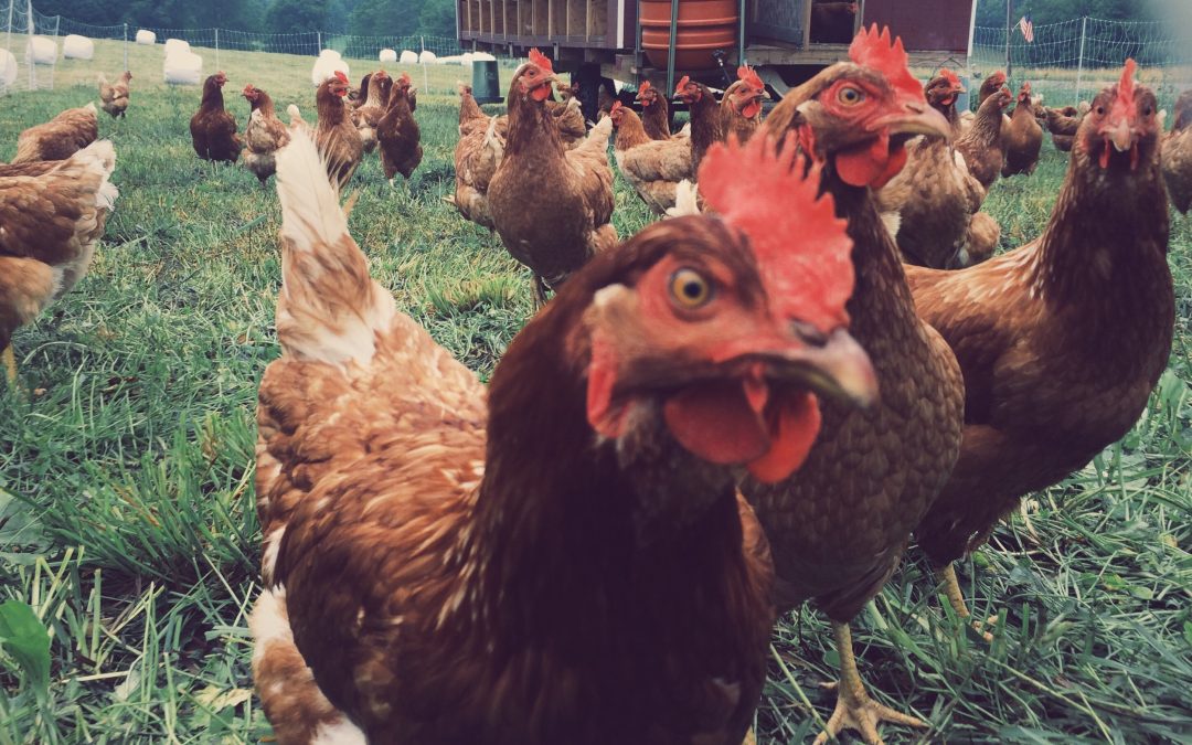 Japão deixa de comprar carne de frango devido à gripe aviária no ES