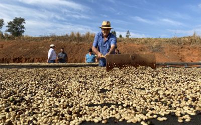 Melhor café do Brasil pode estar em Muzambinho, segundo a Illy