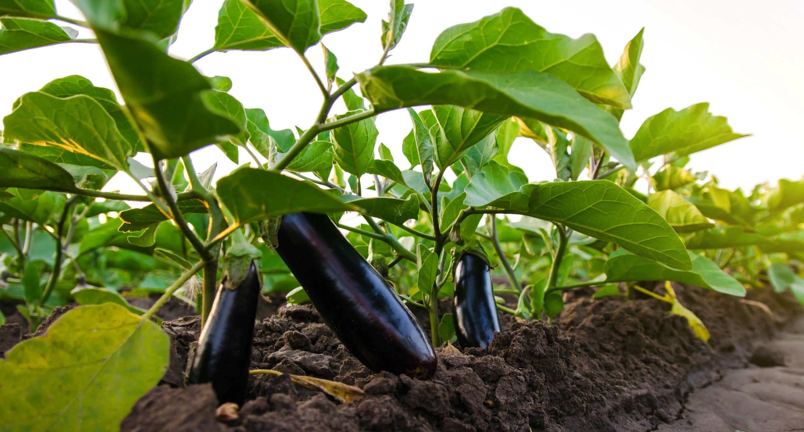 Dark ripe eggplants fruits on bushes. Agriculture, farm. Food production. Solanum melongena L. Agroindustry and agribusiness. Growing on open ground. Organic vegetables on the farm.