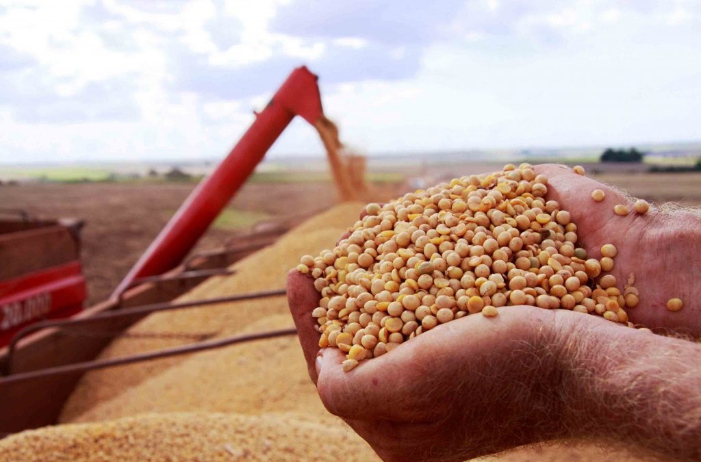 Colheita de Soja em MS: Avanço e reflexos no preço