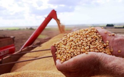 Colheita de Soja em MS: Avanço e reflexos no preço
