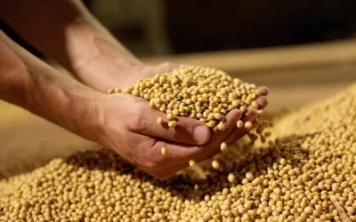 Soja: ano bom para o produtor brasileiro que deve começar a se preparar