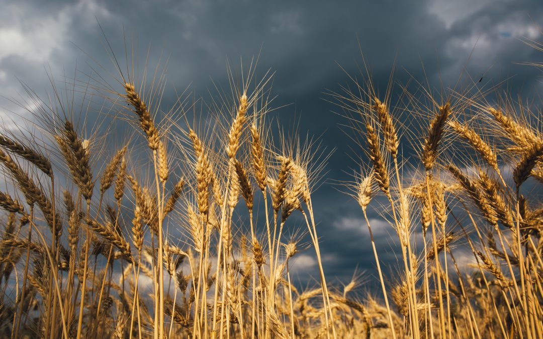 Tempo: atraso do plantio de trigo é provocado pela chuva no Rio Grande do Sul