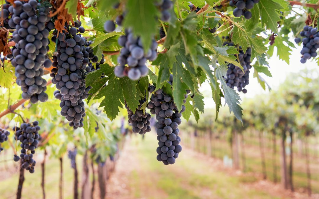 MAPA divulga normas técnicas para a produção de uvas