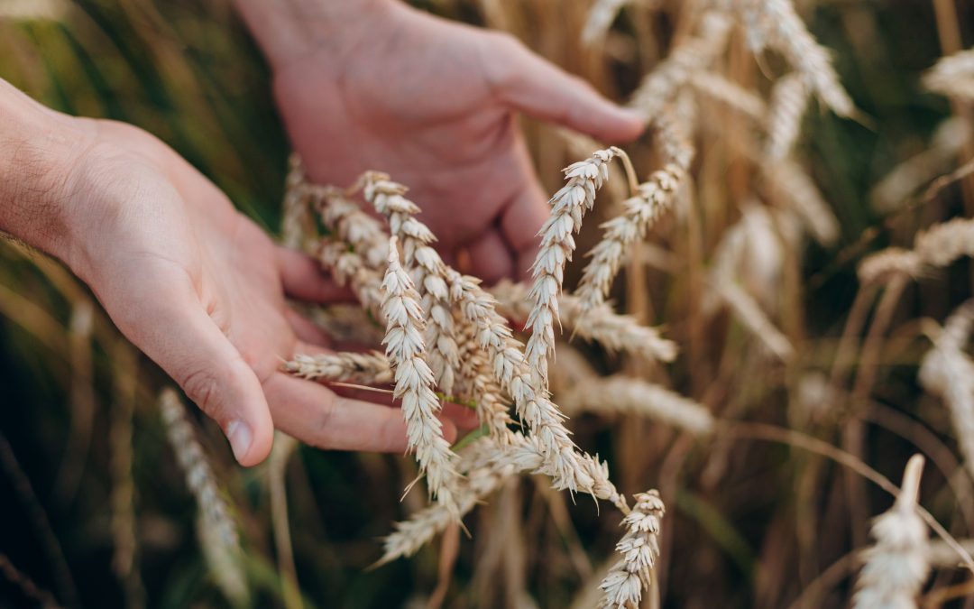 Chuva atrasa implantação do trigo no Rio Grande do Sul
