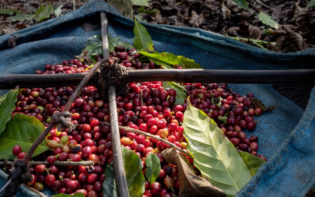 Colheita de café na área da Cooxupé chega a 91%