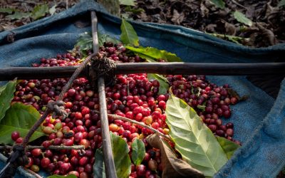 Colheita de café na área da Cooxupé chega a 91%