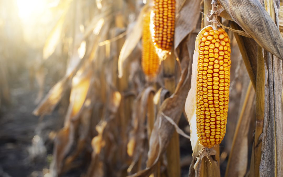 Produção da segunda safra de milho safrinha tem redução de 700 mil toneladas.