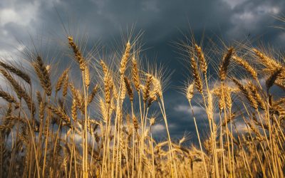 La Niña vai atrasar chuva na primavera afetando lavouras no Sudeste