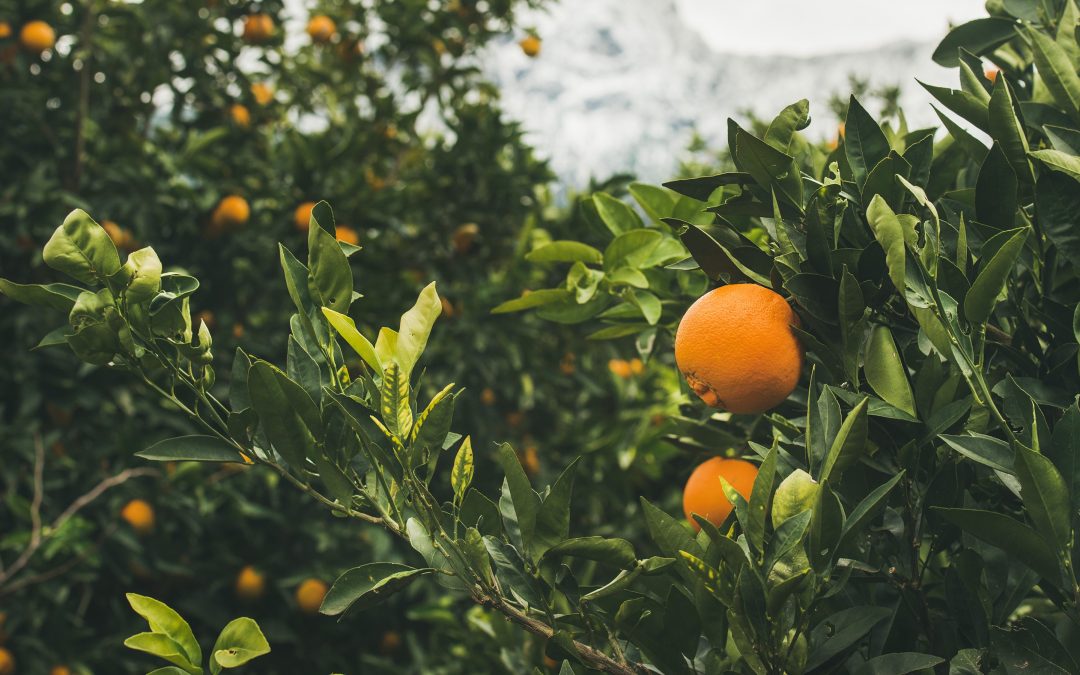 Alta dos preços da laranja tahiti alivia produtores rurais da região paulista