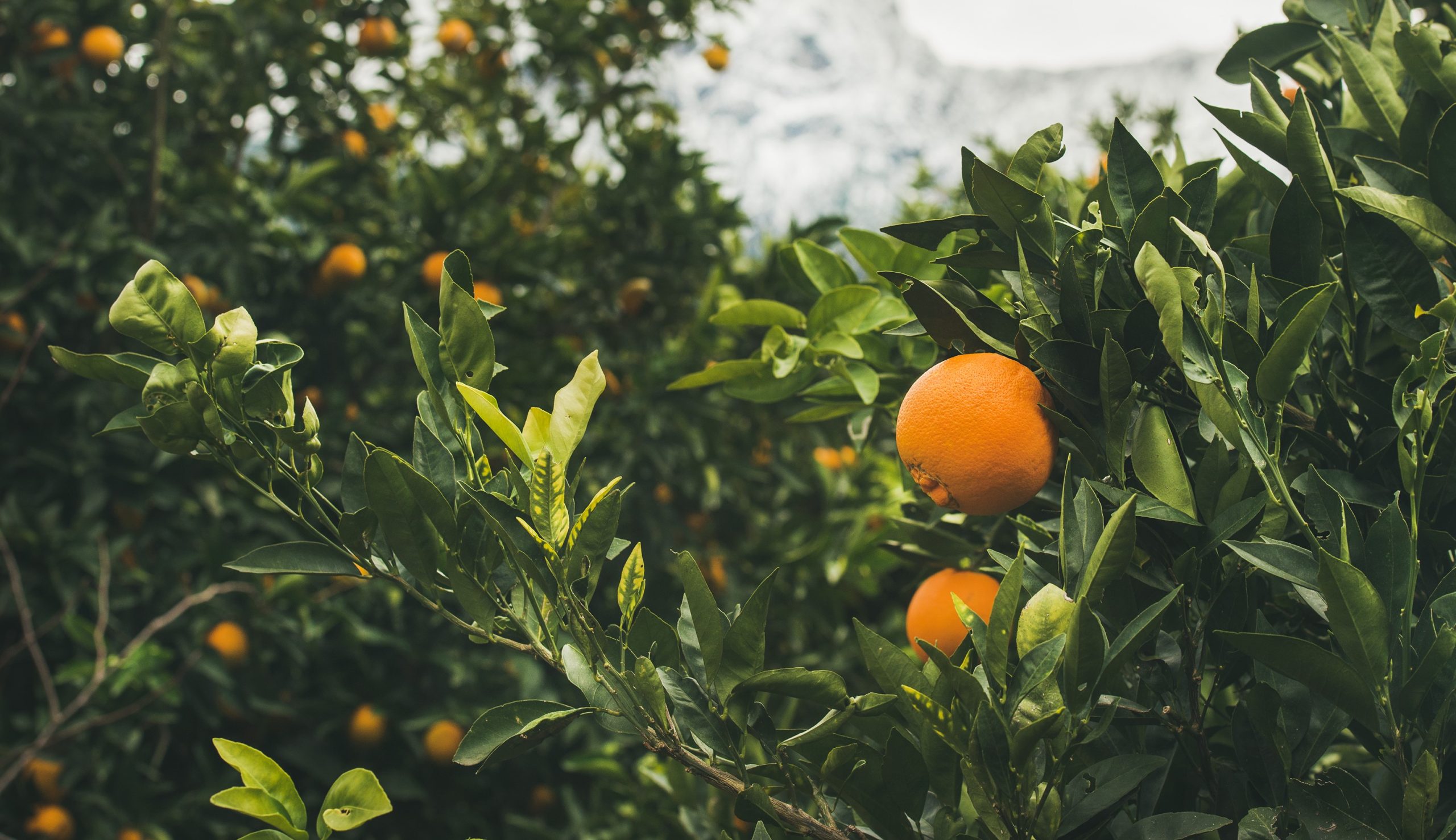 Orange trees with ripe oranges in the mountain garden, Turkey