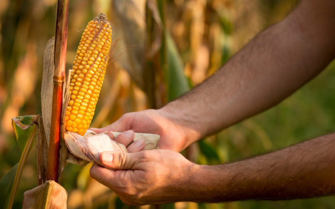 Safras e Mercado reduz projeção da produção de milho no Brasil 2021/22