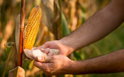Safras e Mercado reduz projeção da produção de milho no Brasil 2021/22