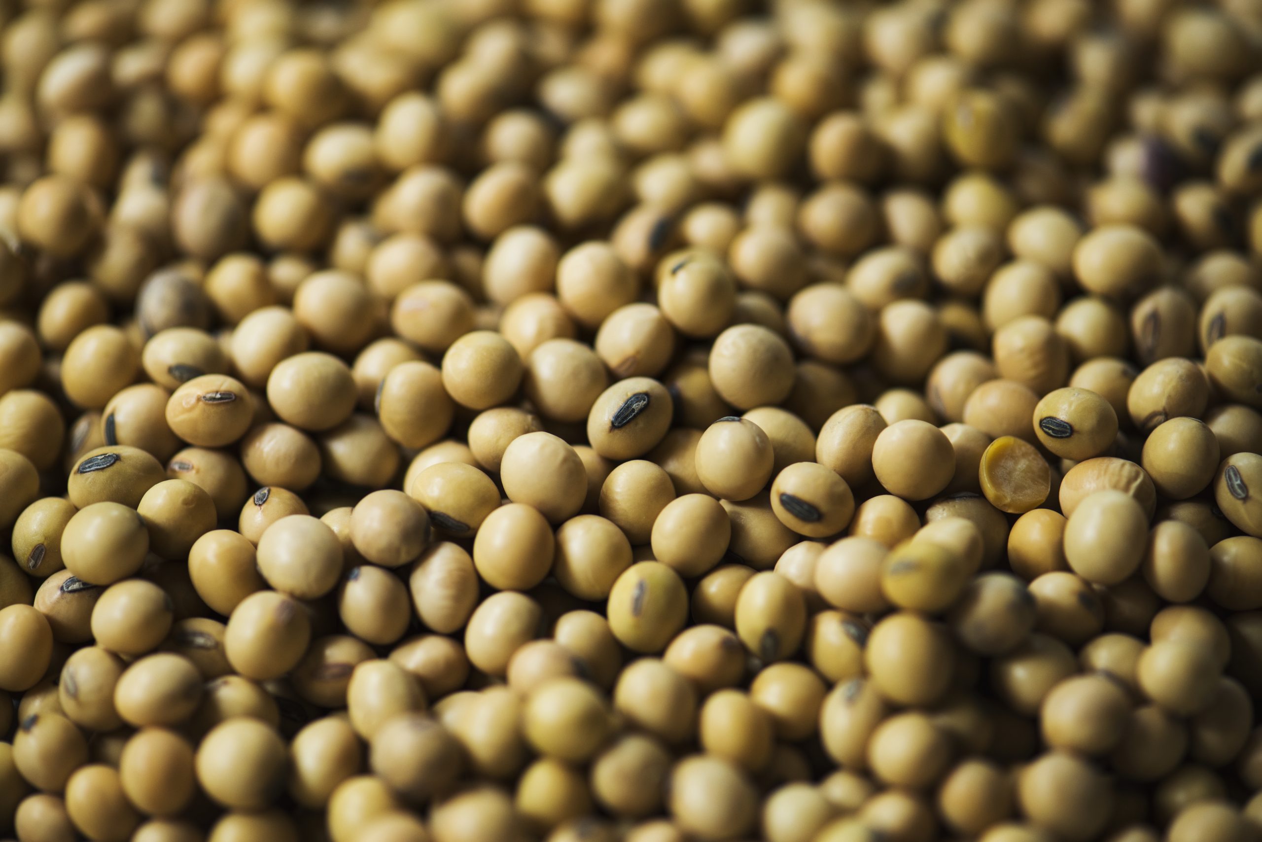 Soy beans texture background