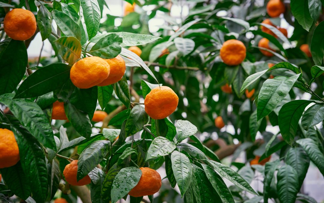 São Paulo: fim da colheita de ponkan se aproxima