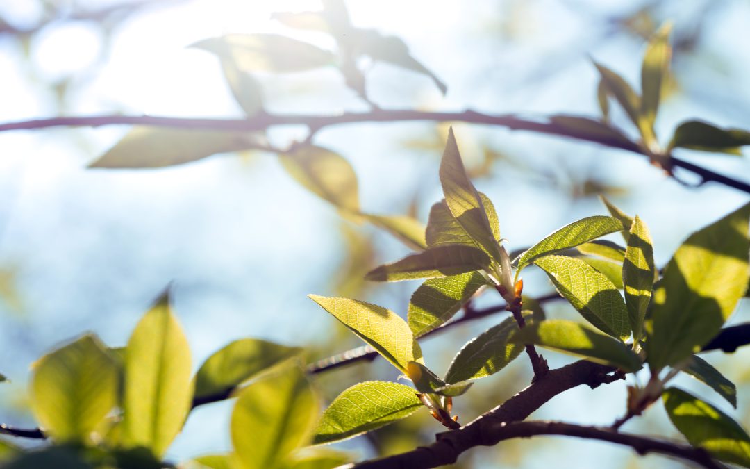 Previsão do tempo: a terça-feira amanhece com tempo firme em grande parte do Brasil