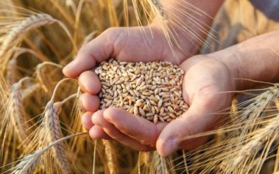 Brasil caminha para recorde da produção de trigo