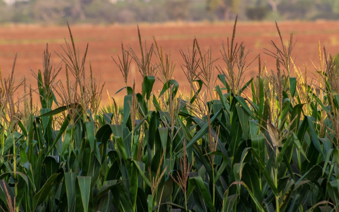 Exportações: milho ocupa espaço da soja nos embarques