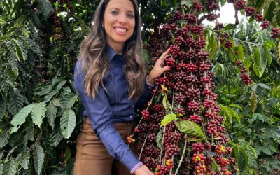 ROBUSTA: Colheita em Rondônia está quase completa e com queda de produção