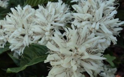Café: Baixa temperatura preocupa produtores com florada antecipada