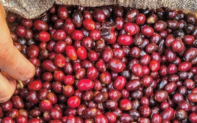 Epamig apresenta cultivares resistentes a ferrugem no Sul de Minas