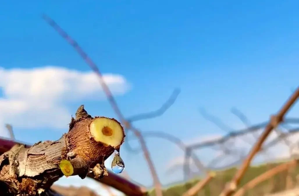 Frio pode provocar quebra de safra de uva precoce