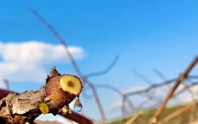 Frio pode provocar quebra de safra de uva precoce