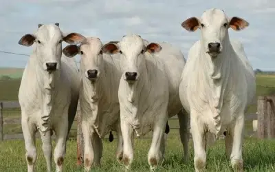 Expointer: expectativa de R$ 4 bilhões em negócios.