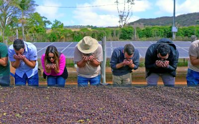 Certificação contribui para a valorização do comércio de café