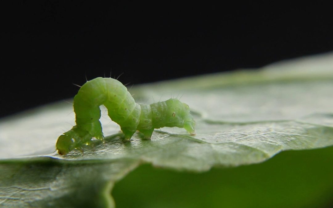 Excesso de chumbo no solo afeta cadeia de insetos